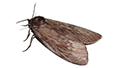 уничтожить моль